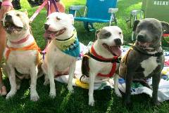 MPAD 4 Female Pits Big Dawgs