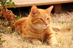 Feline Intake Reduction 2