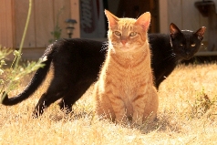 Feline Intake Reduction 3