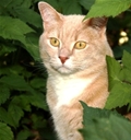 Feline Intake Reduction 4