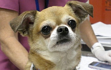 Little Dog