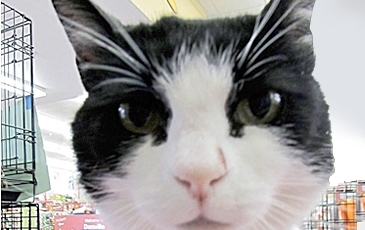 Video of kitten