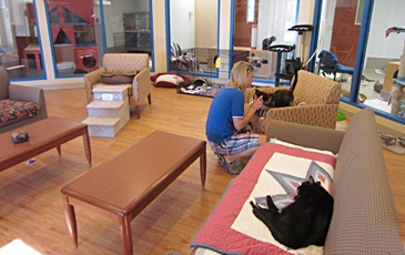 Community cat room