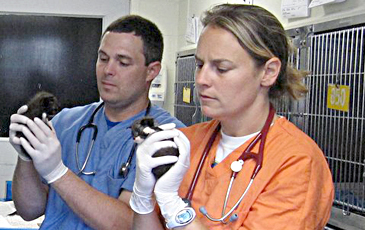 Examining Kittens