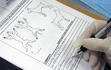 Forensic Report