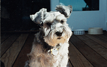 Maddie on the Deck