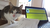 Banjo the Computer Cat