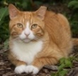 Community Cat
