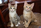 Siblings