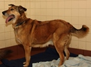 Shelter Dog