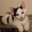 Quizzical Kitten