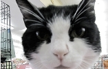 Video kitty