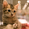 200 Cats Get Homes