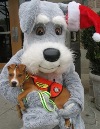 Mayor’s No-Kill Initiative Reaches Midpoint