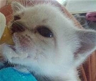 Tiny white neonatla kitten being bottlefed