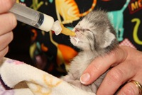 Neonatal Kitten
