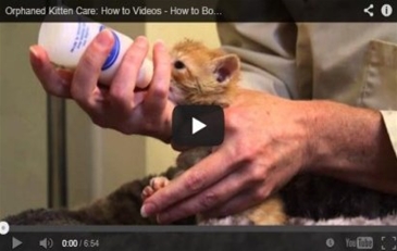 Orphaned kitten