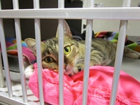 Striped cat at a shelter reclines with a pink blanket