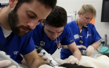 Vet Students