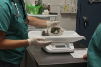 Weighing a Kitten
