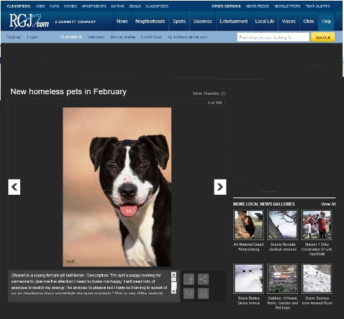 Screenshot of RGJ.com website, showing a back and white dog and the heading 