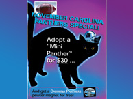 Image of a poster advertising November Carolina Panther Special: Adopy a 'mini panther' for $30