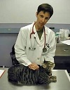 Bio photo of Dr. Kate Hurley in a white lab coat with a stethoscope attending a large cat in a clinic