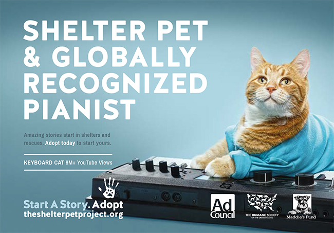 the shelter pet project near me