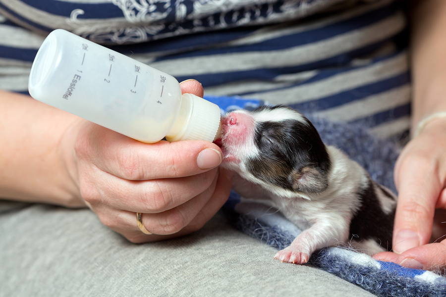 Photo of black and white neonatal pubbpy being bottle fed
