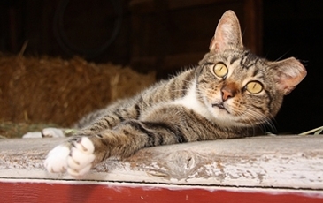 White and gray cat reclining on a wooden porch rail