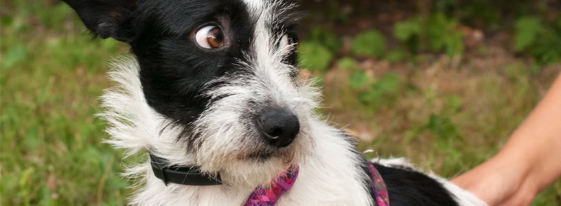 Photo of a small back and white dog looking to his left