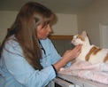 Photo of Dr. Brenda Griffin in a light blue shirt helping a orange and white cat
