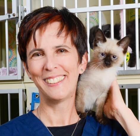 Bio photo of Dr. Kate Hurley, smiling in blue scrubs, in a shelter holding a siamese cat on her shoulder