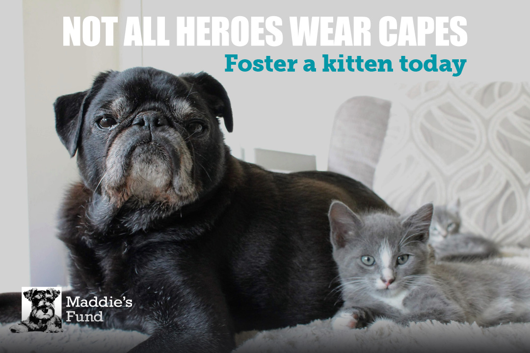 Graphic of a small black dog lying next to a little gray kitten - captioned: Not all fosters wear capes, foster a kitten today