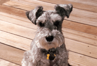 Small portrait of Maddie on a white background