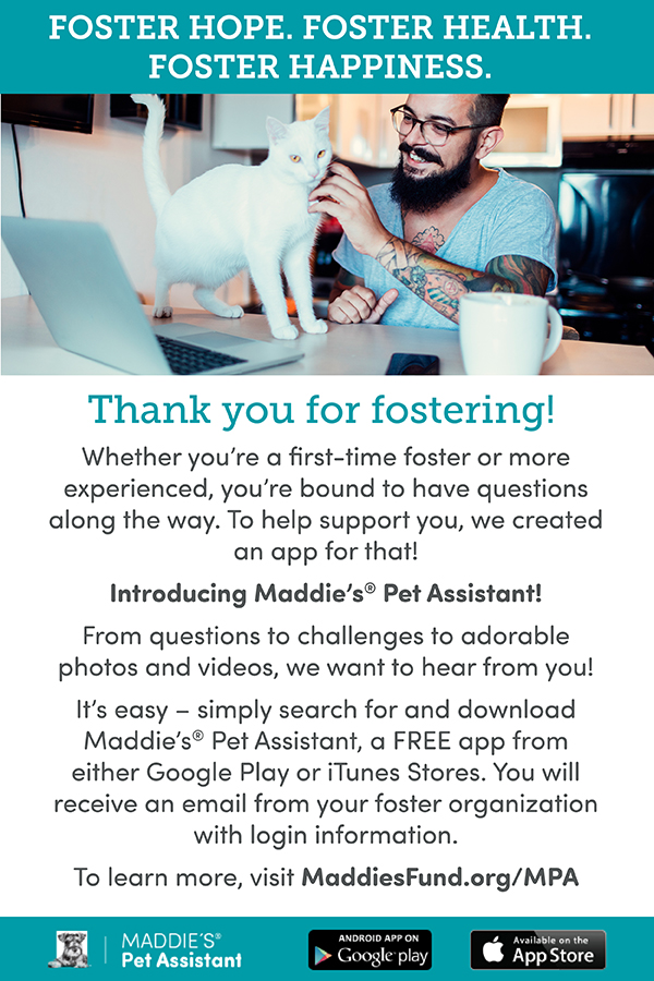Pet Assistant Foster Email