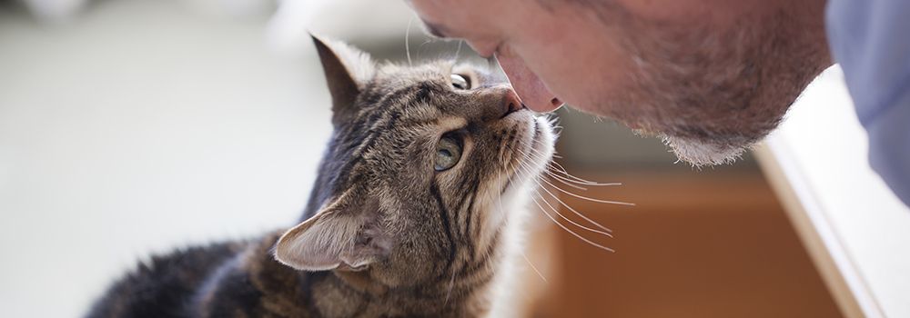 Feline Communication: How to Speak Cat & Understand Cat Behavior