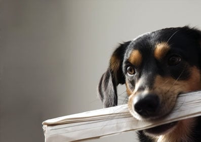 Small brown and black dog holding some documents in its mouth