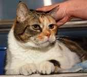 Closeup image of a hand scratching the head of contented calico cat