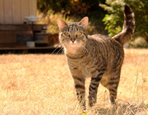 Brown and black cat, standing in a short-cropped golden field