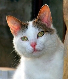 Mostly white cat looking directly at the camera - almost smiling