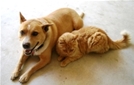 A golden colored dog and cat laying prone next to each other on a tan floor