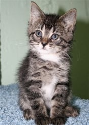 Photo of a little gray and white kitten sitting on a shag rug