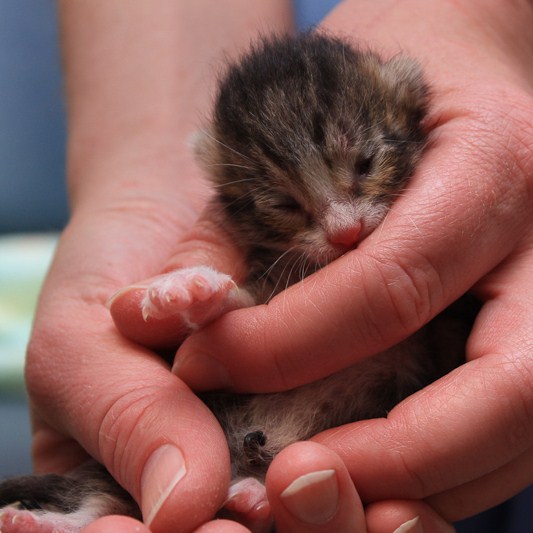 Neonatal kitten in a person's hands