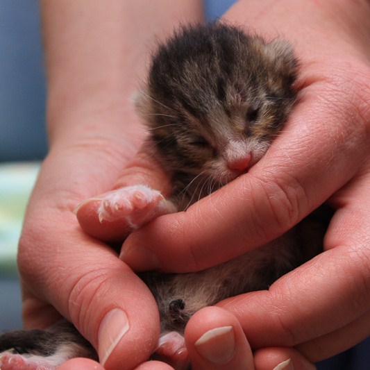 fostering neonatal kittens