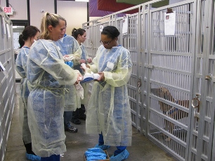 Gowned veterinarians working in the Parvo ward at a shelter