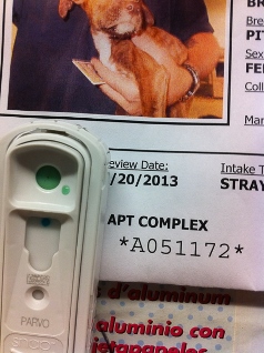 Photo of a Canine SNAP® Parvovirus Testing module