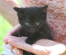 Tiny black orphan kitten in the palm of someone's hand