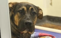 Small photo of a shepherd-mix dog looking at the camera