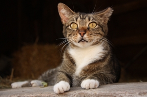 White and gray cat reclining on a wooden porch rail